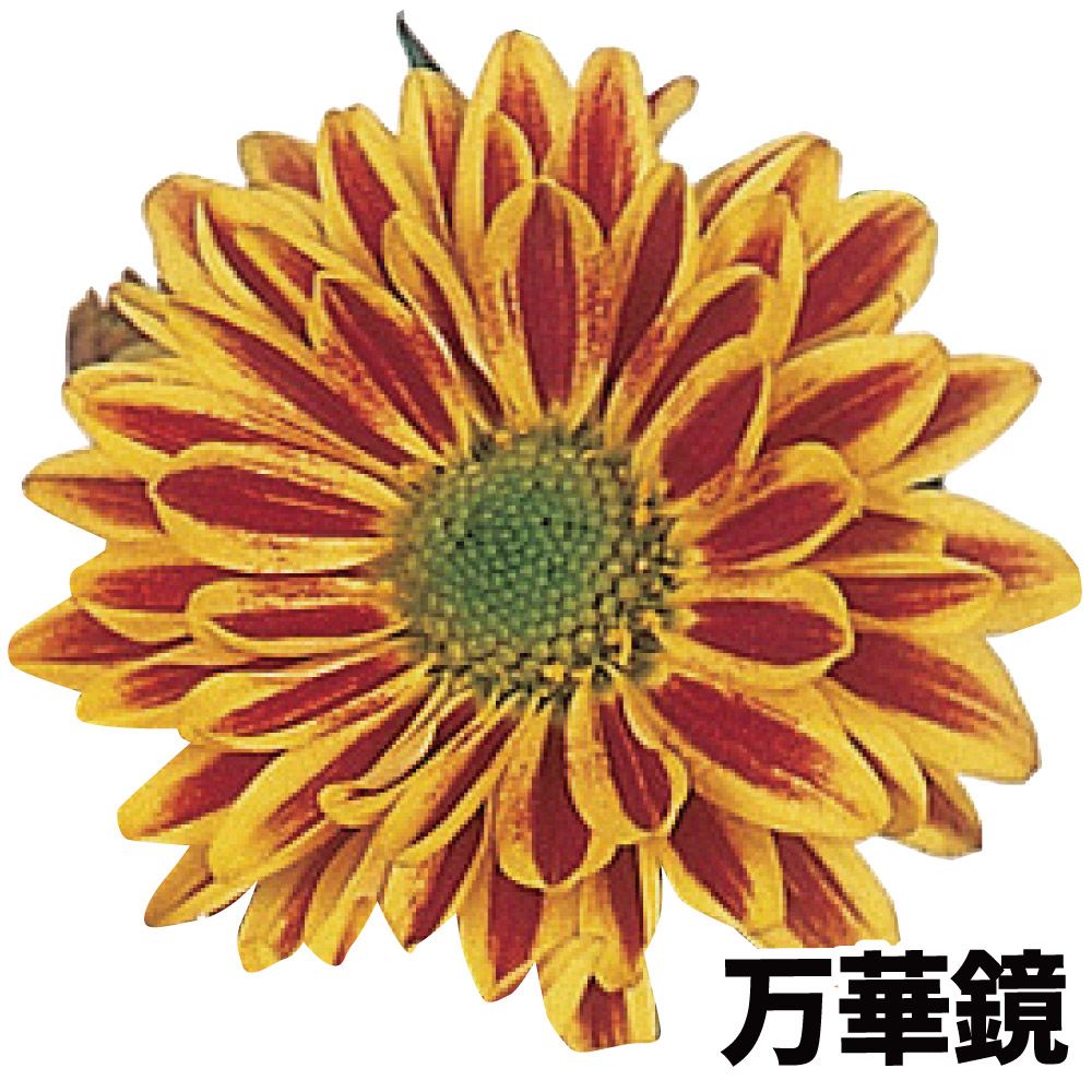 菊苗 小菊 星の子菊 万華鏡 1株