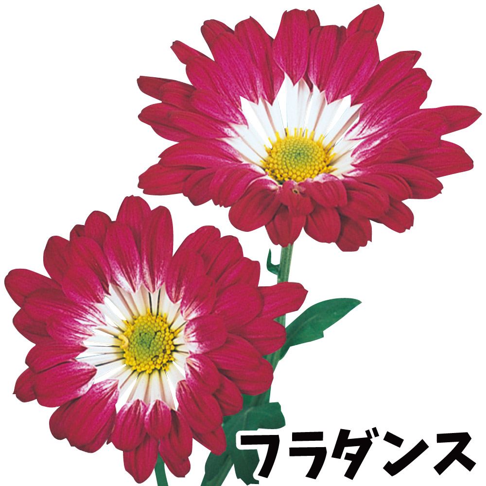 菊苗 小菊 祝菊 フラダンス 1株