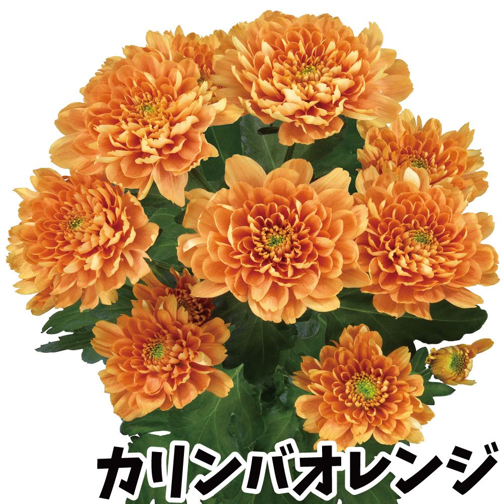 菊苗 小菊 スプレー菊 カリンバオレンジ(契) 2株