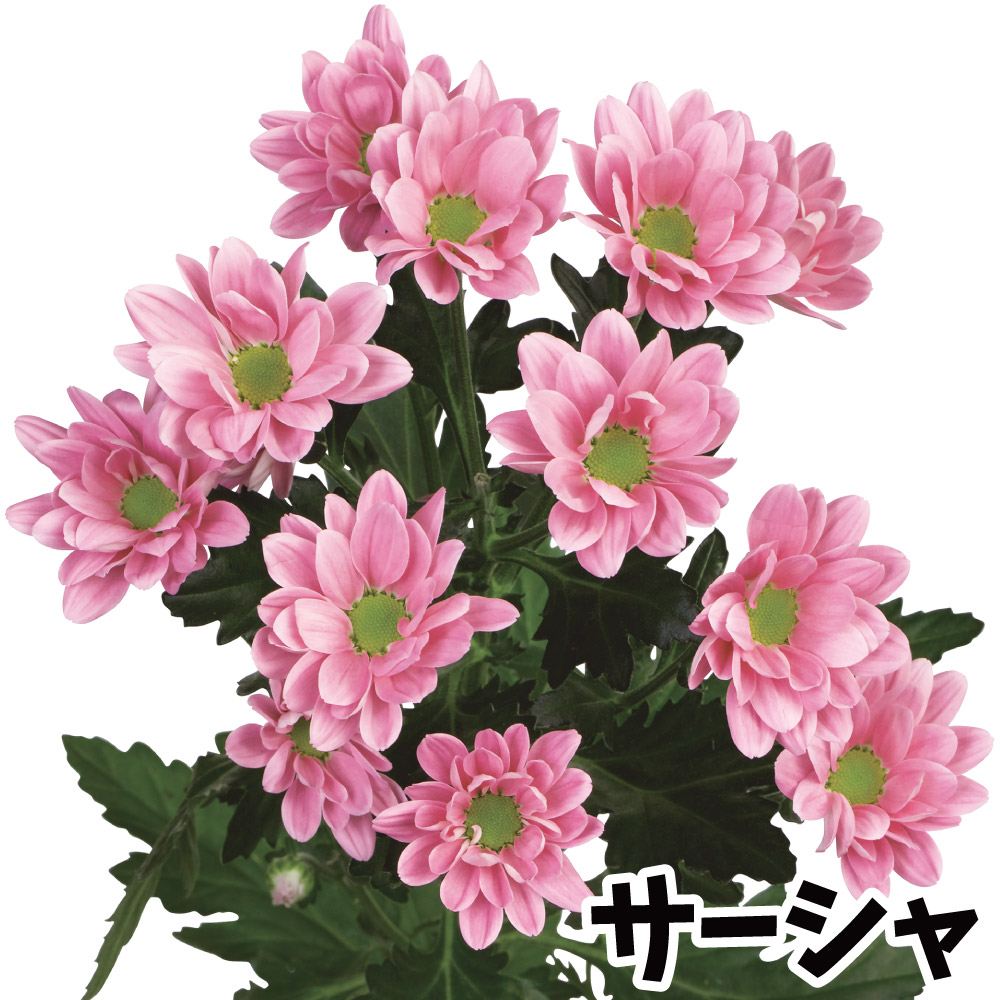 菊苗 小菊 スプレー菊 サーシャPVP(契) 2株