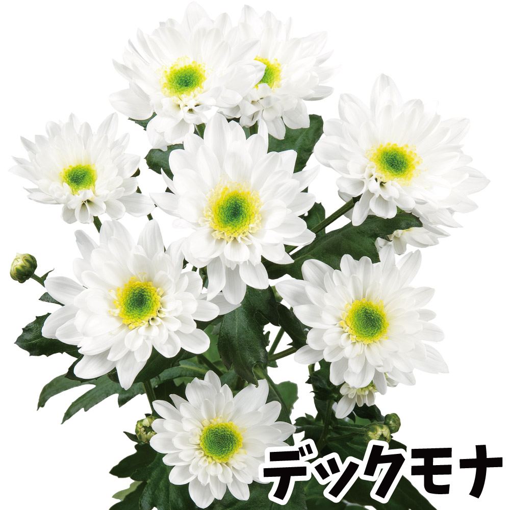 菊苗 小菊 スプレー菊 デックモナ(契) 2株