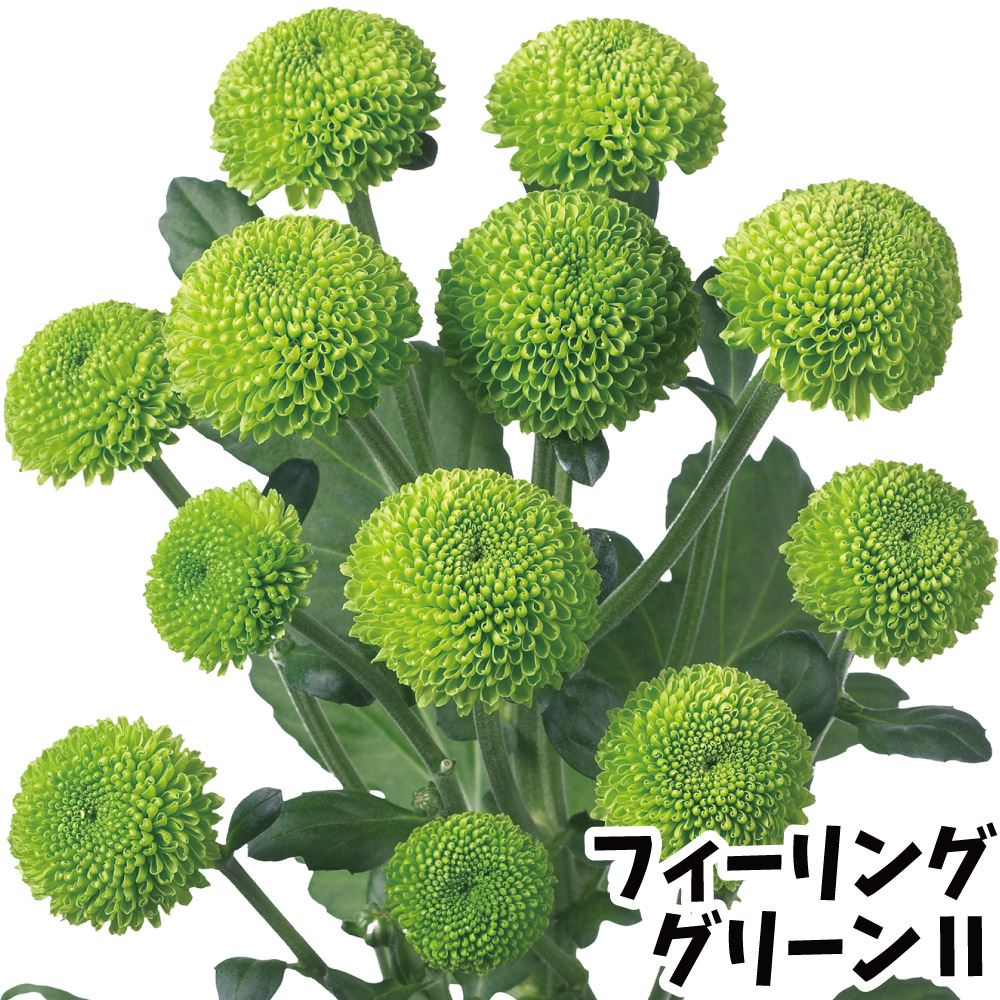 菊苗 小菊 緑菊 フィーリンググリーンⅡPVP(契) 2株