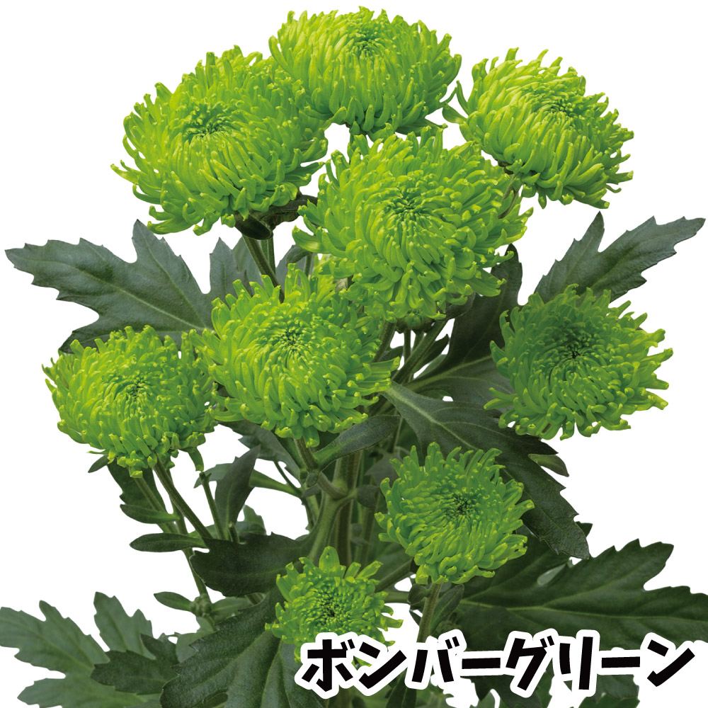 菊苗 小菊 緑菊 ボンバーグリーンPVP(契) 2株