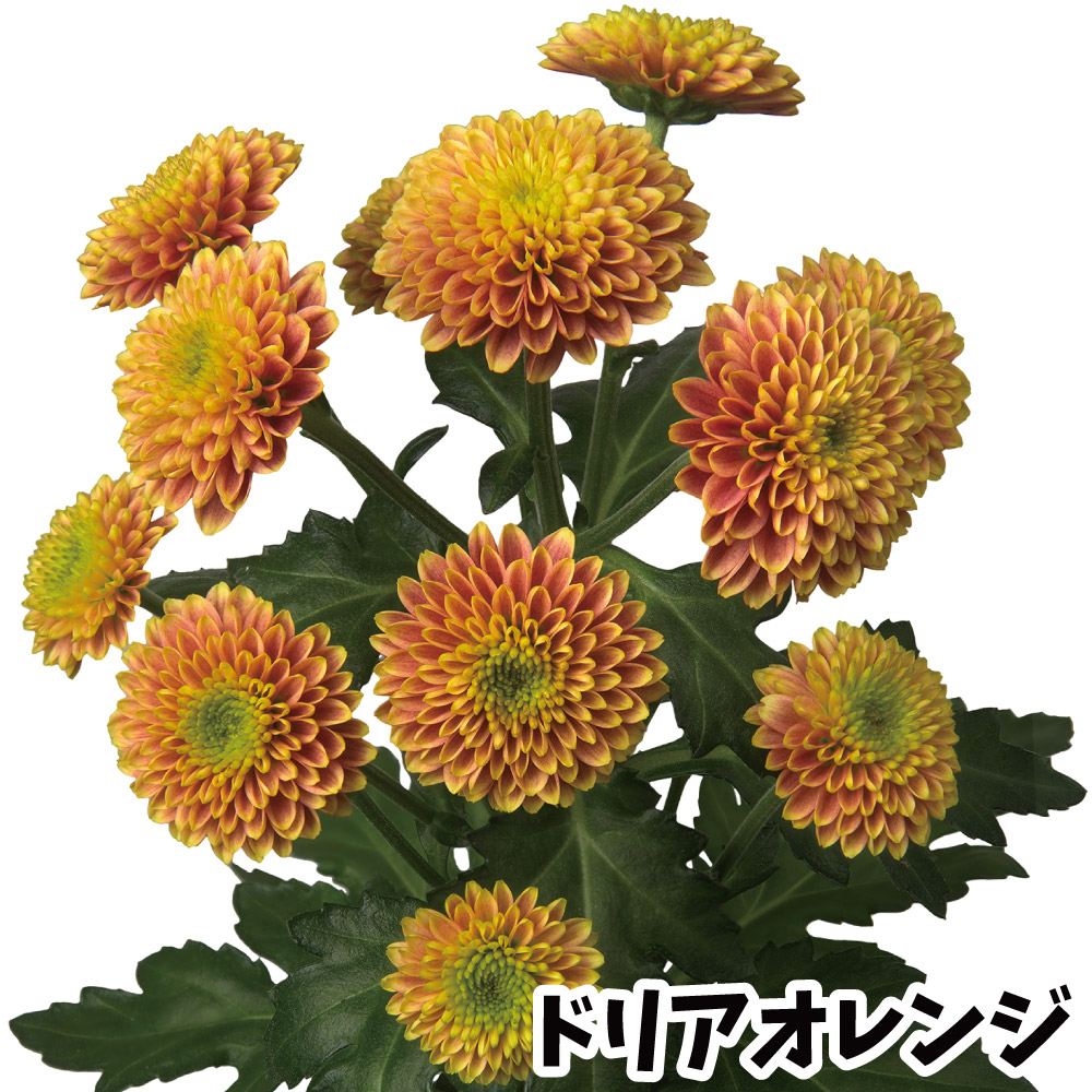 菊苗 小菊 ポンポン菊 ドリアオレンジ(契) 2株