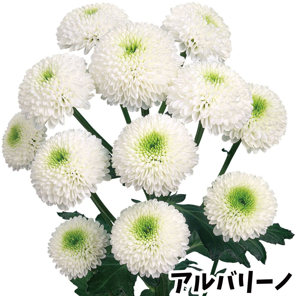 菊苗 小菊 ポンポン菊 アルバリーノ(契) 2株