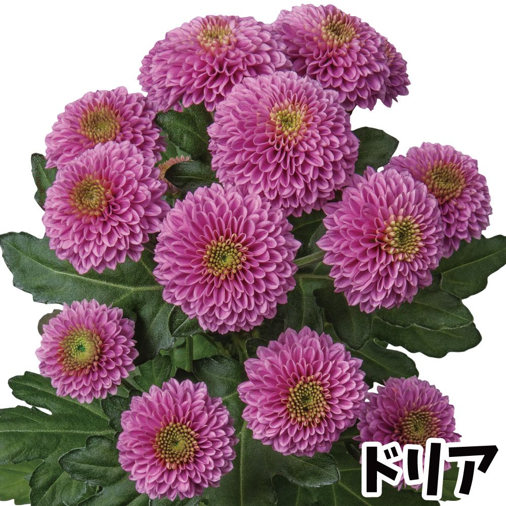 菊苗 小菊 ポンポン菊 ドリア(契) 2株