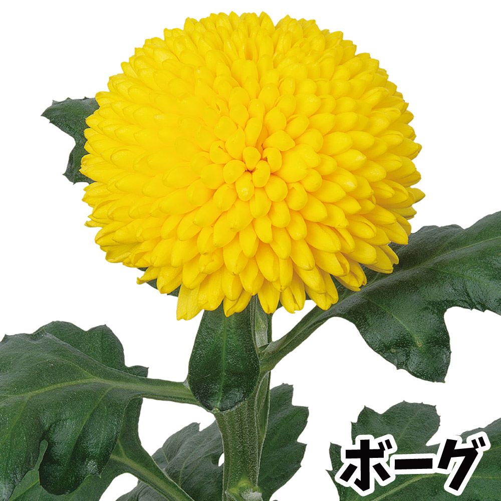 菊苗 小菊 ポンポン菊 ボーグ(契) 2株
