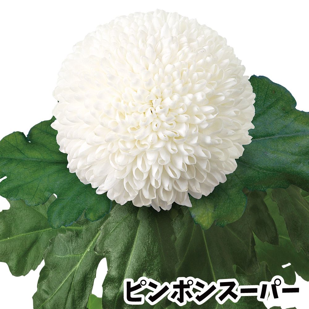 菊苗 小菊 ポンポン菊 ピンポンRスーパー(契) 2株