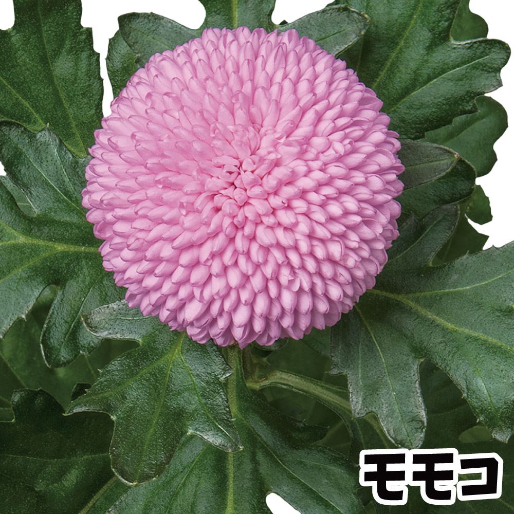 菊苗 小菊 ポンポン菊 モモコ(契) 2株