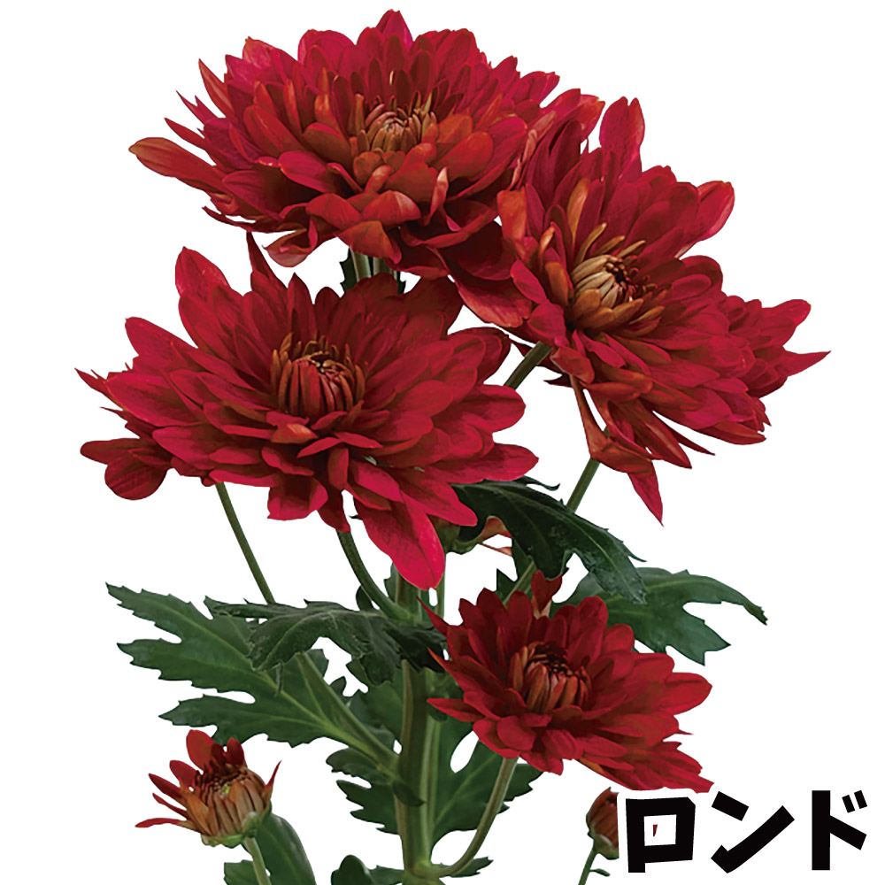 菊苗 小菊 ダリア咲菊 ロンド(契) 2株