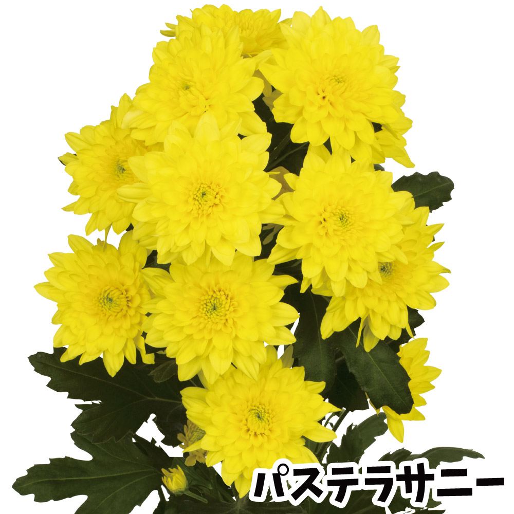 菊苗 小菊 ダリア咲菊 パステラサニー(契) 2株