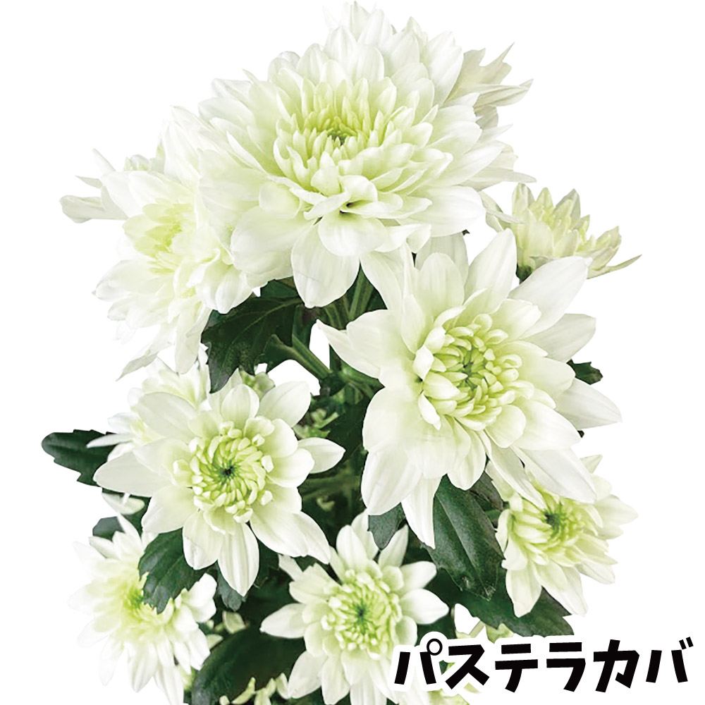 菊苗 小菊 ダリア咲菊 パステラカバ(契) 2株