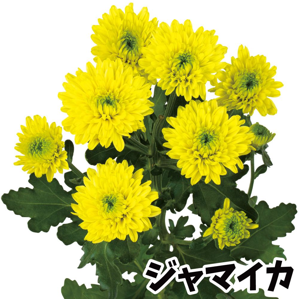 菊苗 小菊 ダリア咲菊 ジャマイカPVP(契) 2株