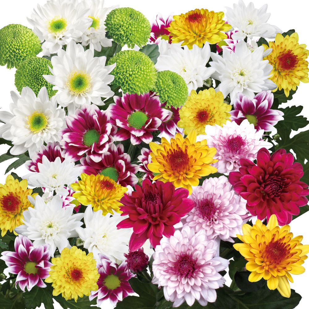 菊苗 小菊 切花菊福袋 (品種見計らい・名称付) 6株