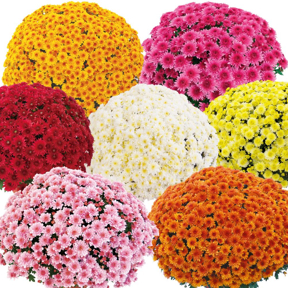 菊苗 ビッグドーム菊福袋 (品種見計らい・名称付) 6株