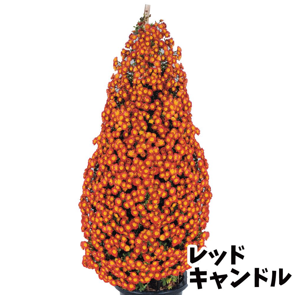 菊苗 小菊 早咲懸崖菊 レッドキャンドル 2株