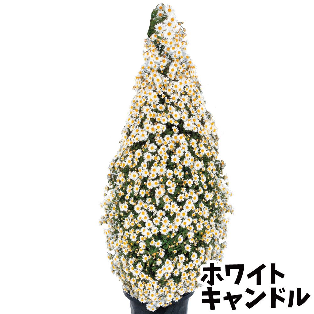 菊苗 小菊 早咲懸崖菊 ホワイトキャンドル 2株