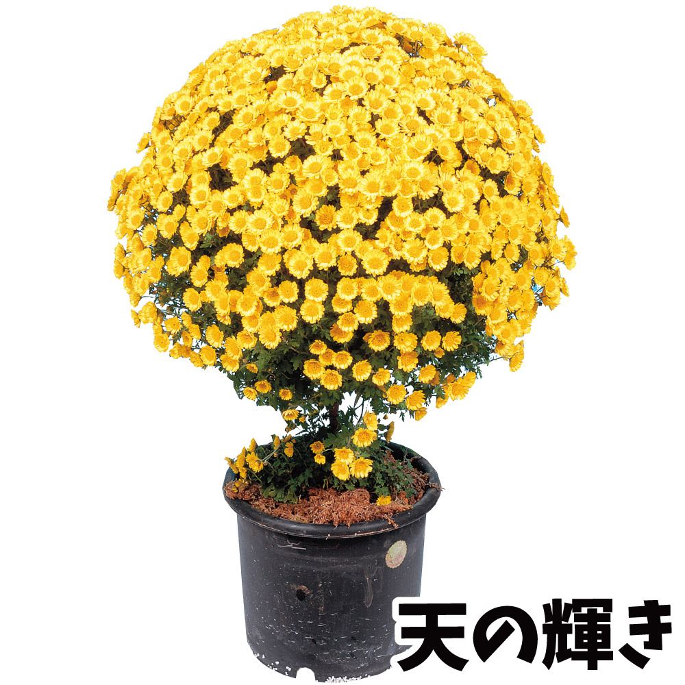 菊苗 小菊 早咲懸崖菊 天の輝き 2株