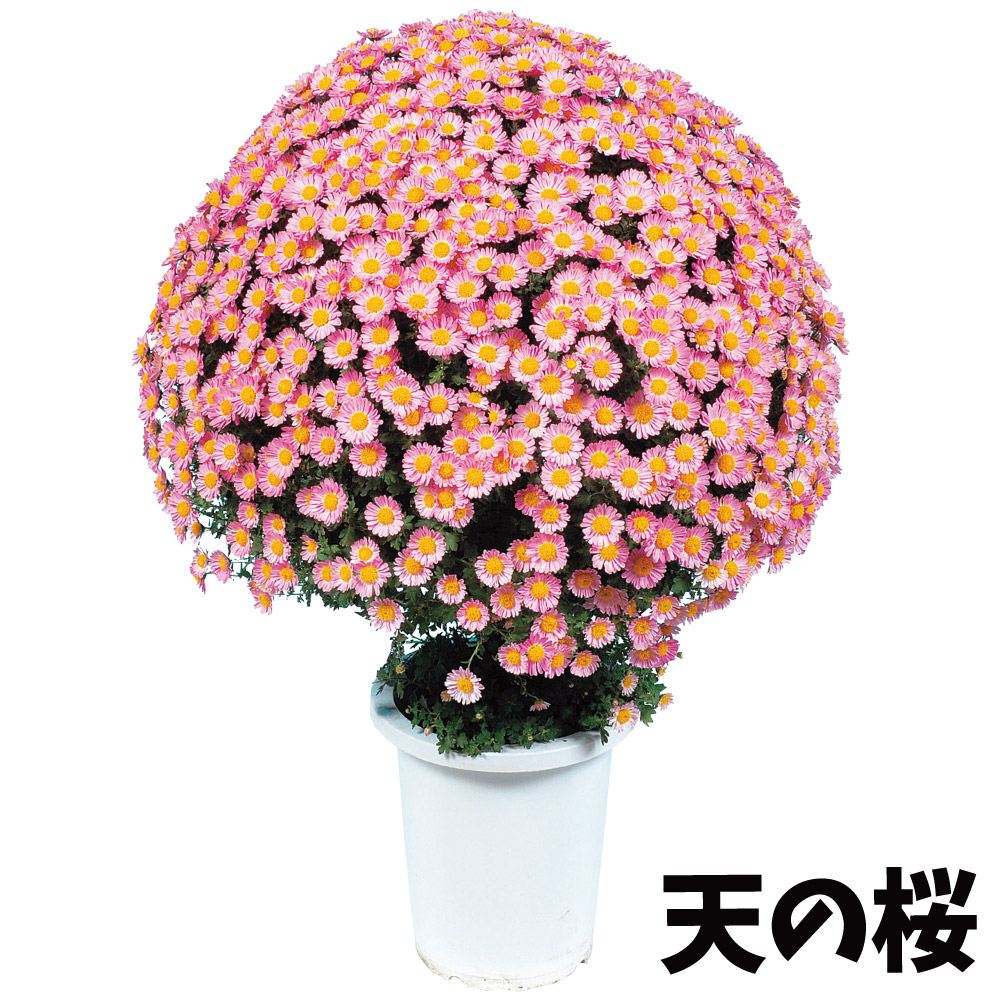 菊苗 小菊 早咲懸崖菊 天の桜 2株