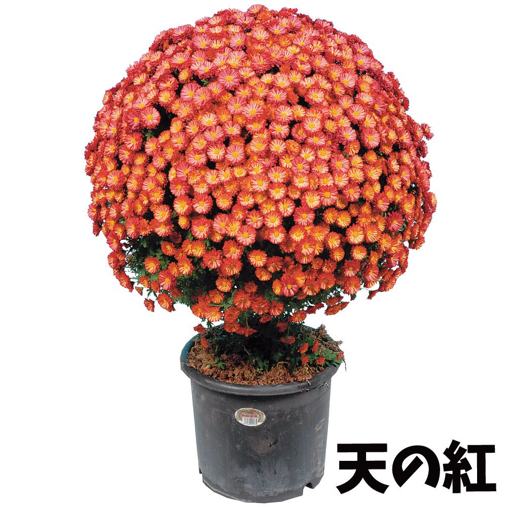 菊苗 小菊 早咲懸崖菊 天の紅 2株