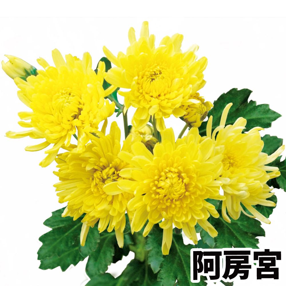 菊苗 小菊 食用菊 阿房宮 2寸苗 1株