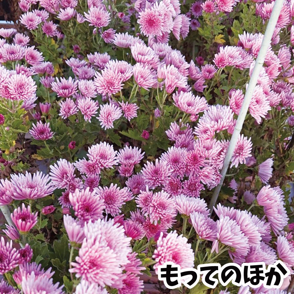 菊苗 小菊 食用菊 もってのほか 2寸苗 1株