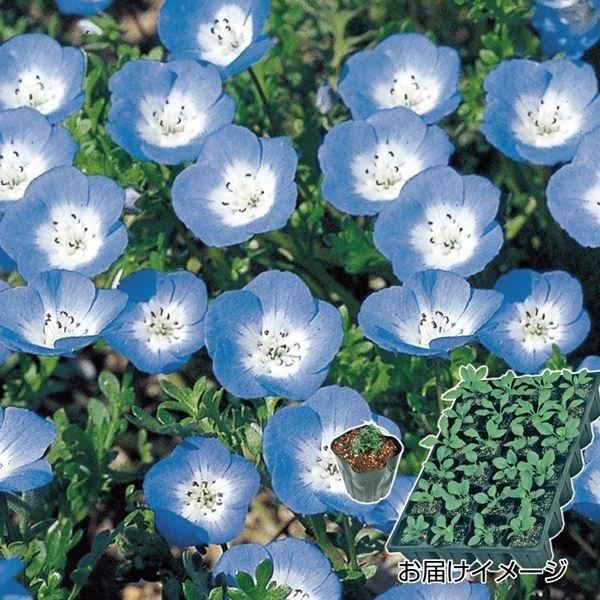 ケース花苗 ネモフィラ ブルー