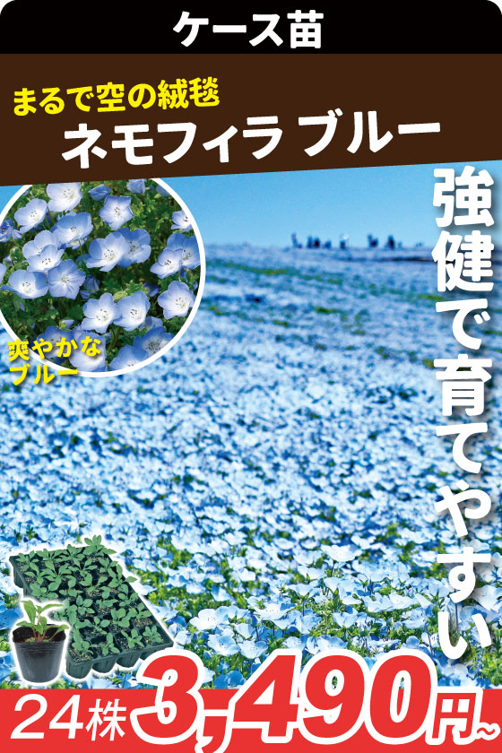 ケース花苗 ネモフィラ