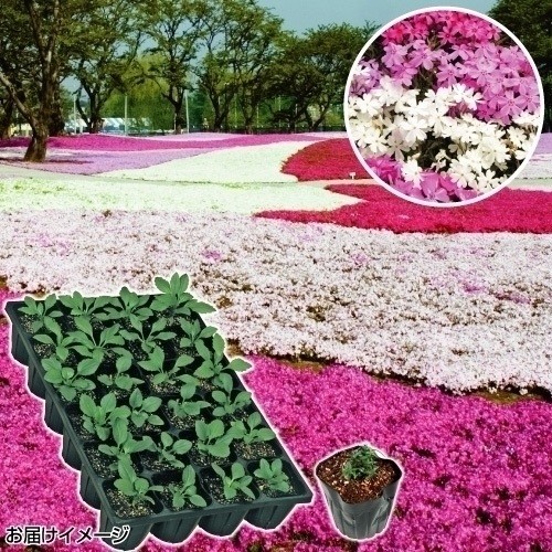 ケース花苗 シバザクラミックス（無選別）