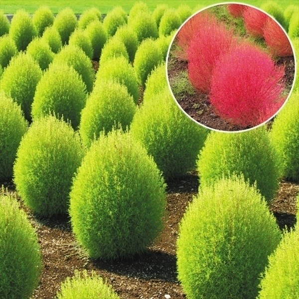 ケース花苗 コキア