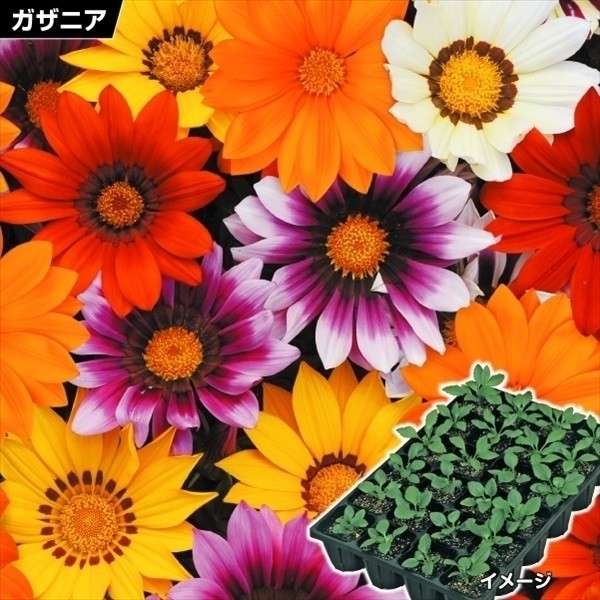ケース花苗 ガザニア ニューディミックス(無選別)