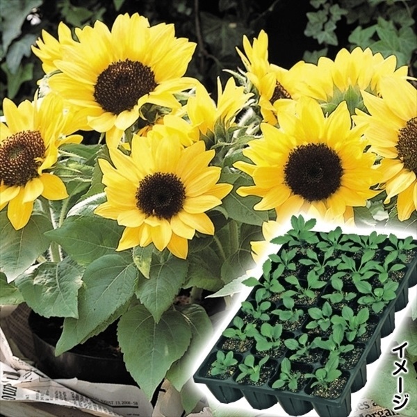 ケース花苗 ヒマワリ スマイルラッシュ