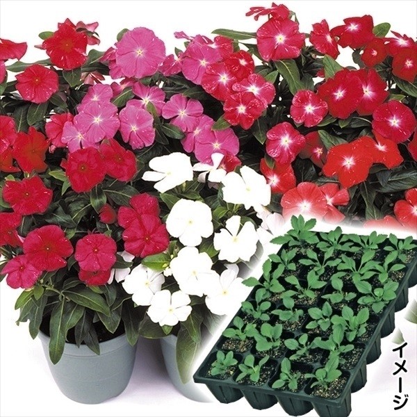 ケース花苗 日々草ミックス（無選別）