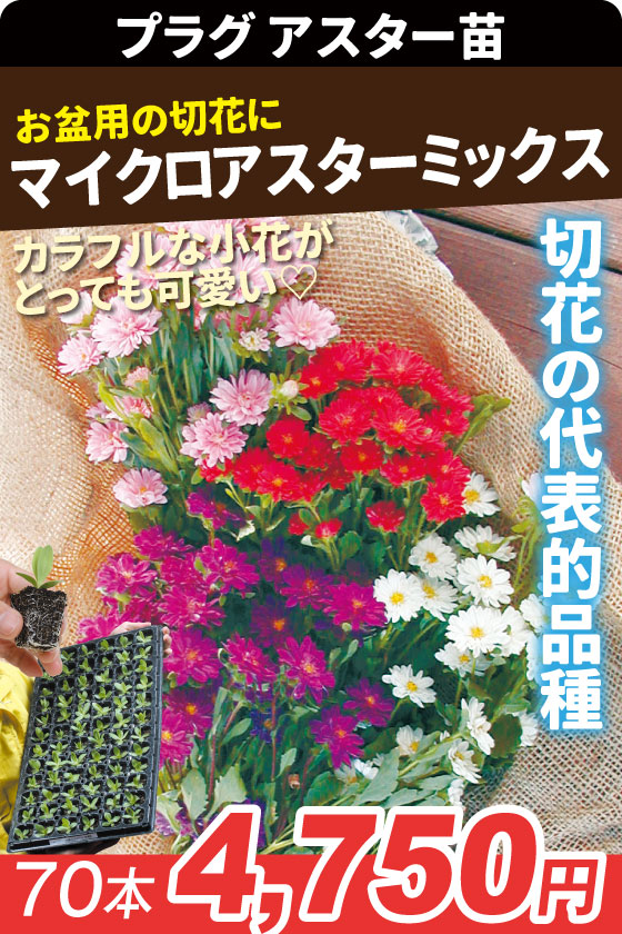 プラグ花苗 マイクロアスターミックス