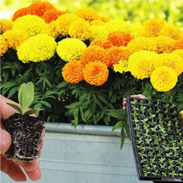 プラグ花苗 マリーゴールド F1タイザンミックス (花色無選別) 70本入り1トレー
