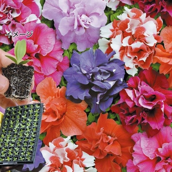 プラグ花苗 八重咲ペチュニアミックス(花色無選別) 70本入1トレー