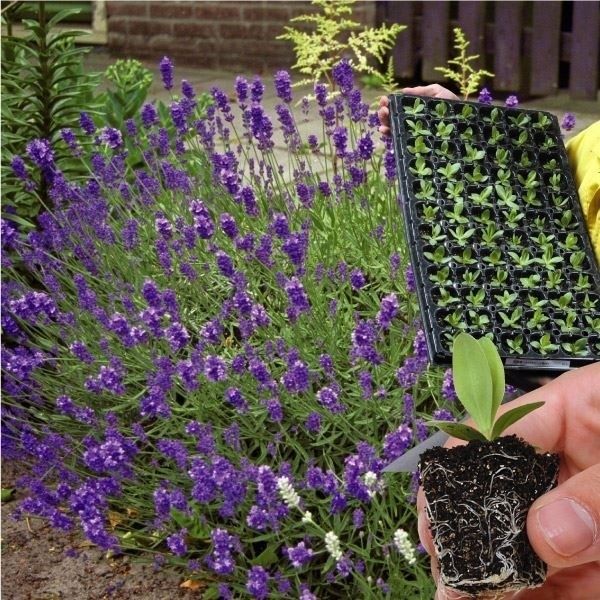 プラグ花苗 イングリッシュラベンダー 70本入り1トレー