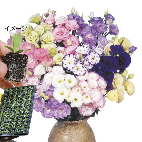 プラグ花苗 トルコキキョウ八重咲ミックス(花色無選別) 70本入1トレー