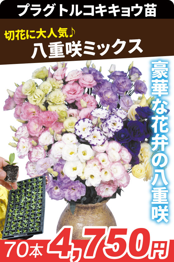 プラグ花苗 トルコキキョウ八重咲きミックス