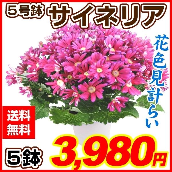 鉢花 花色見計いサイネリア5号鉢 5鉢セット 送料無料