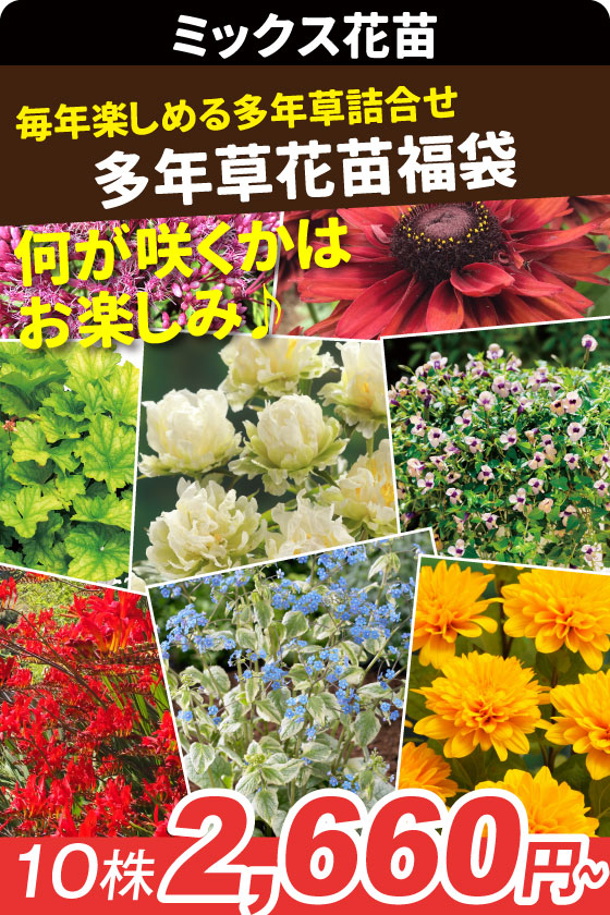 花苗 多年草花苗福袋