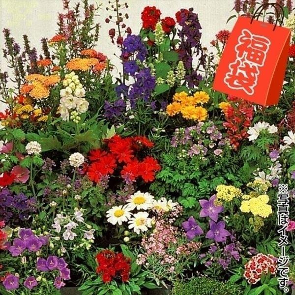 花苗 多年草花苗福袋 送料無料