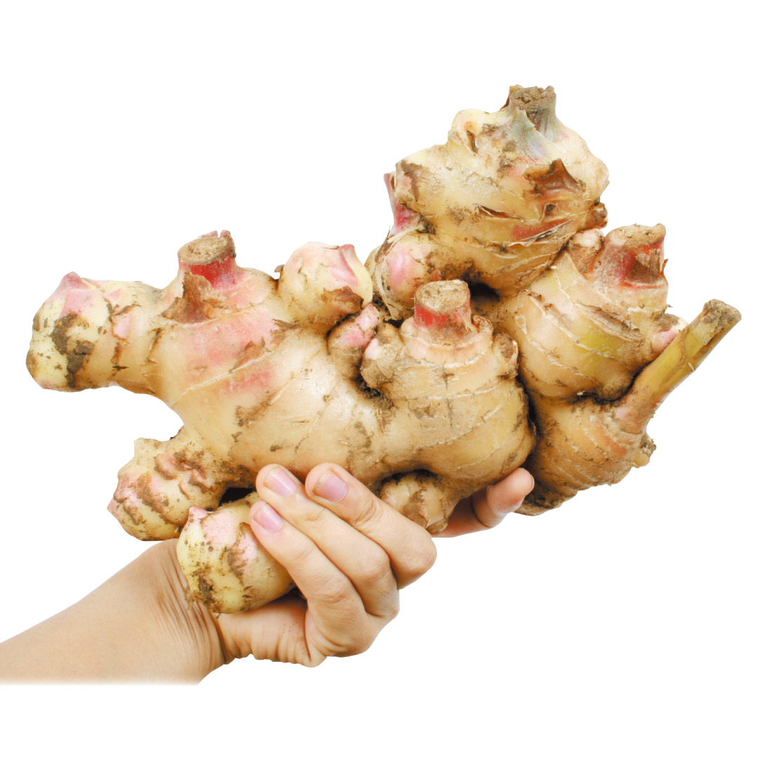 種ショウガ 霧島大ショウガ