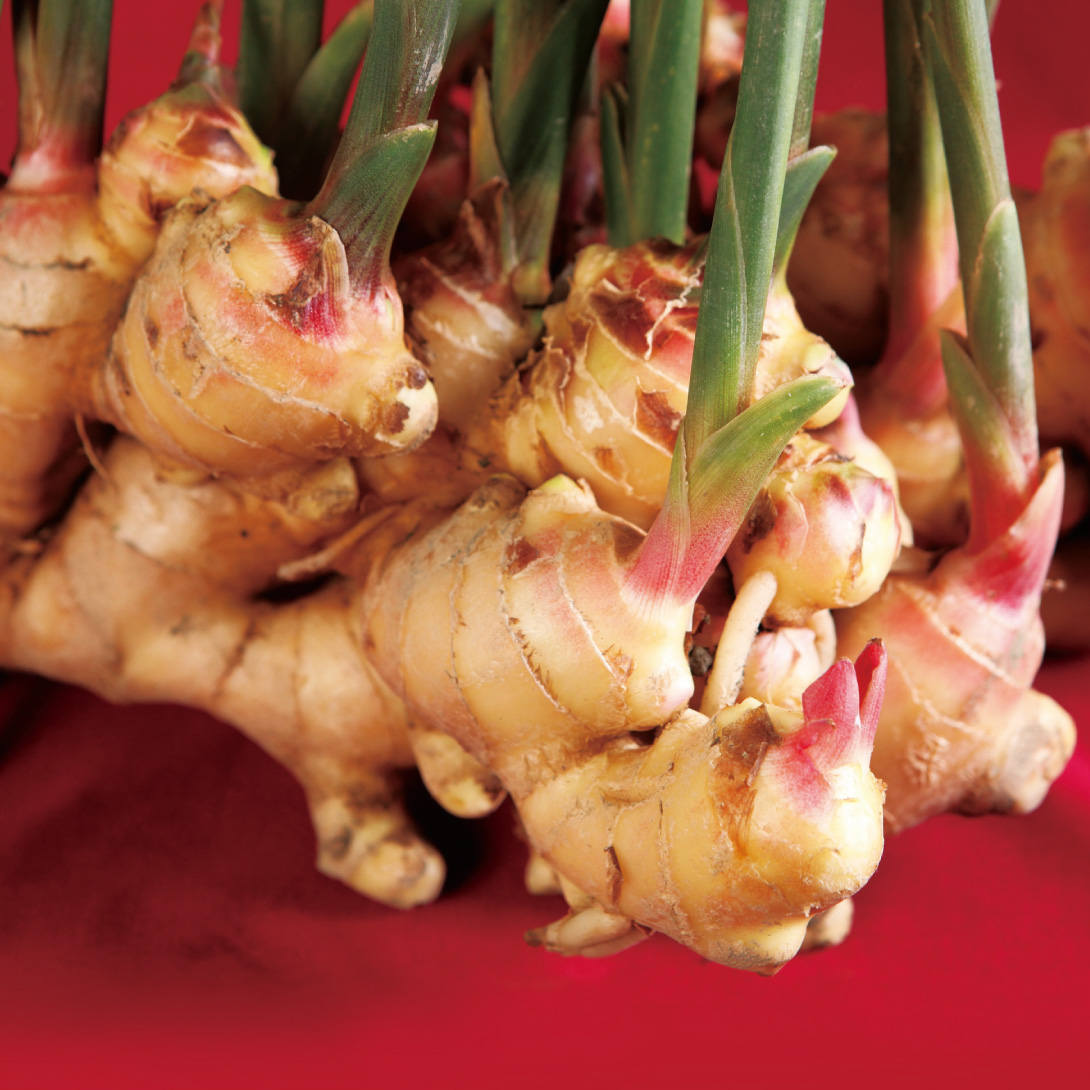 種ショウガ 土佐産大ショウガ