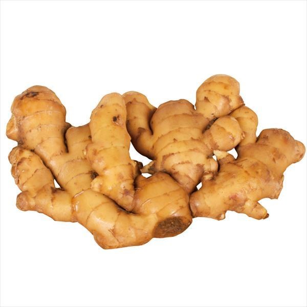 国華園オンラインショップ / 種ショウガ タイ産大ショウガ(近江生姜)