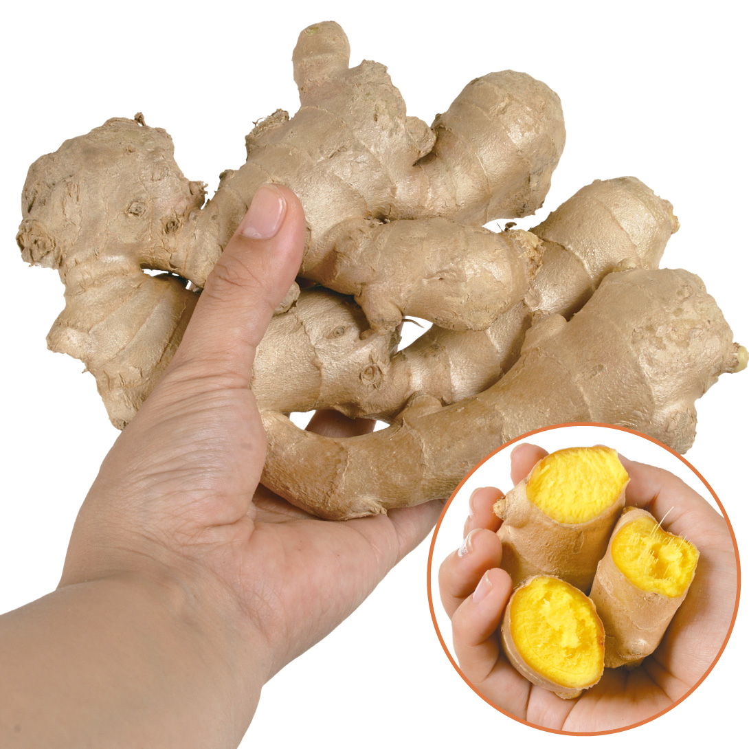 種ショウガ 黄金ショウガ