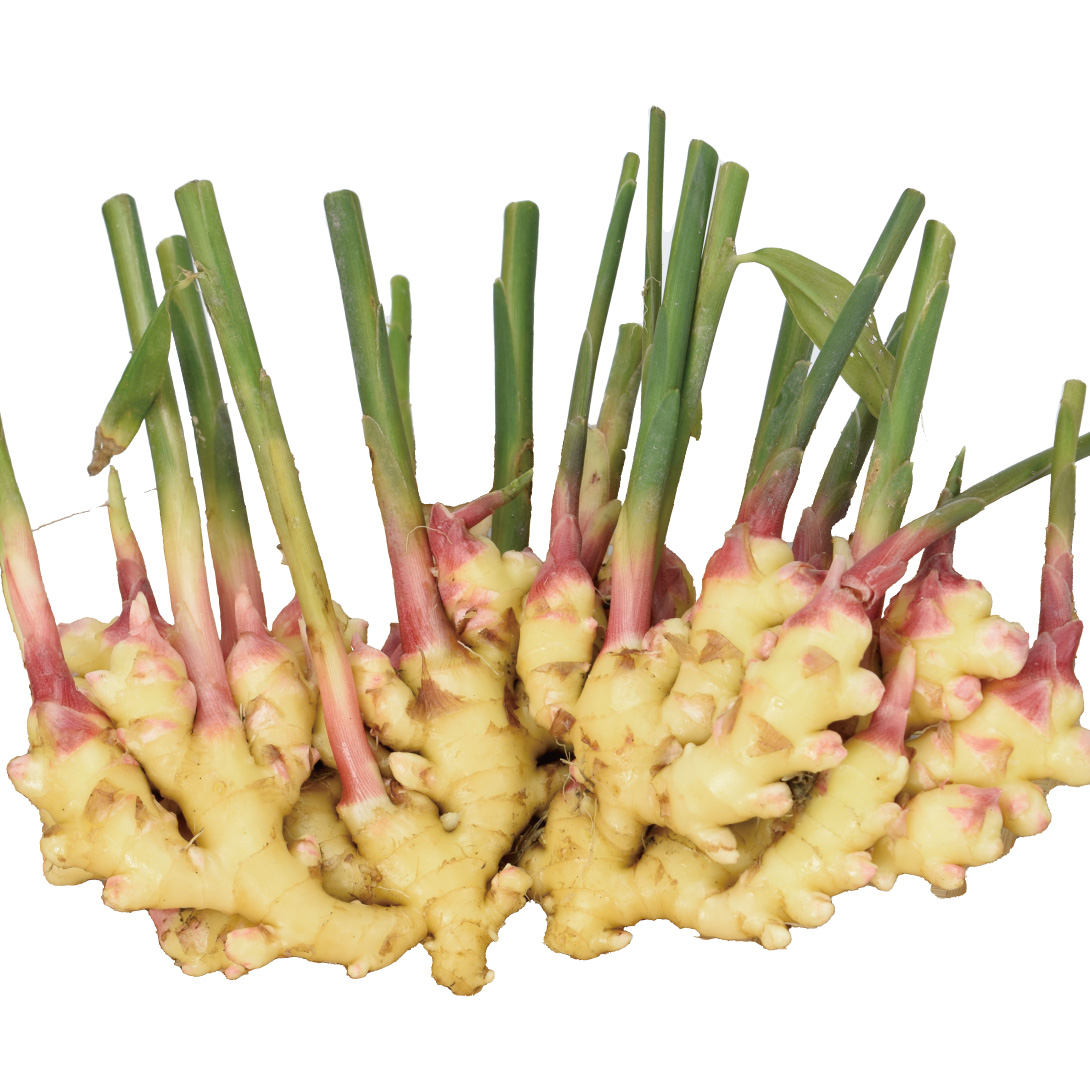 種ショウガ 香りショウガ