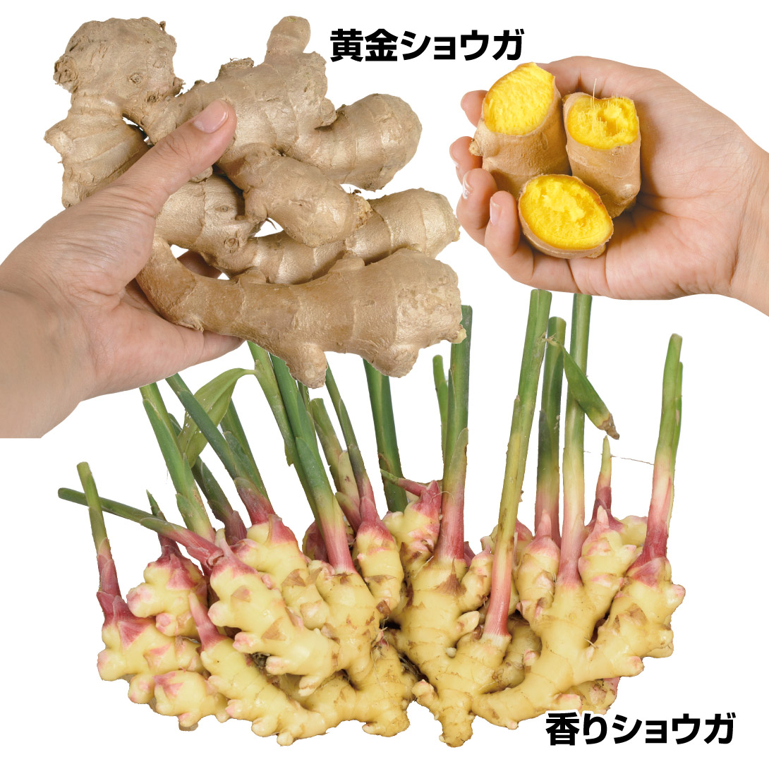 種ショウガ 美味激安ショウガセット