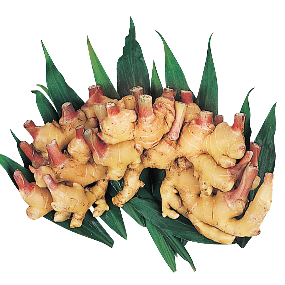 種ショウガ 三州ショウガ