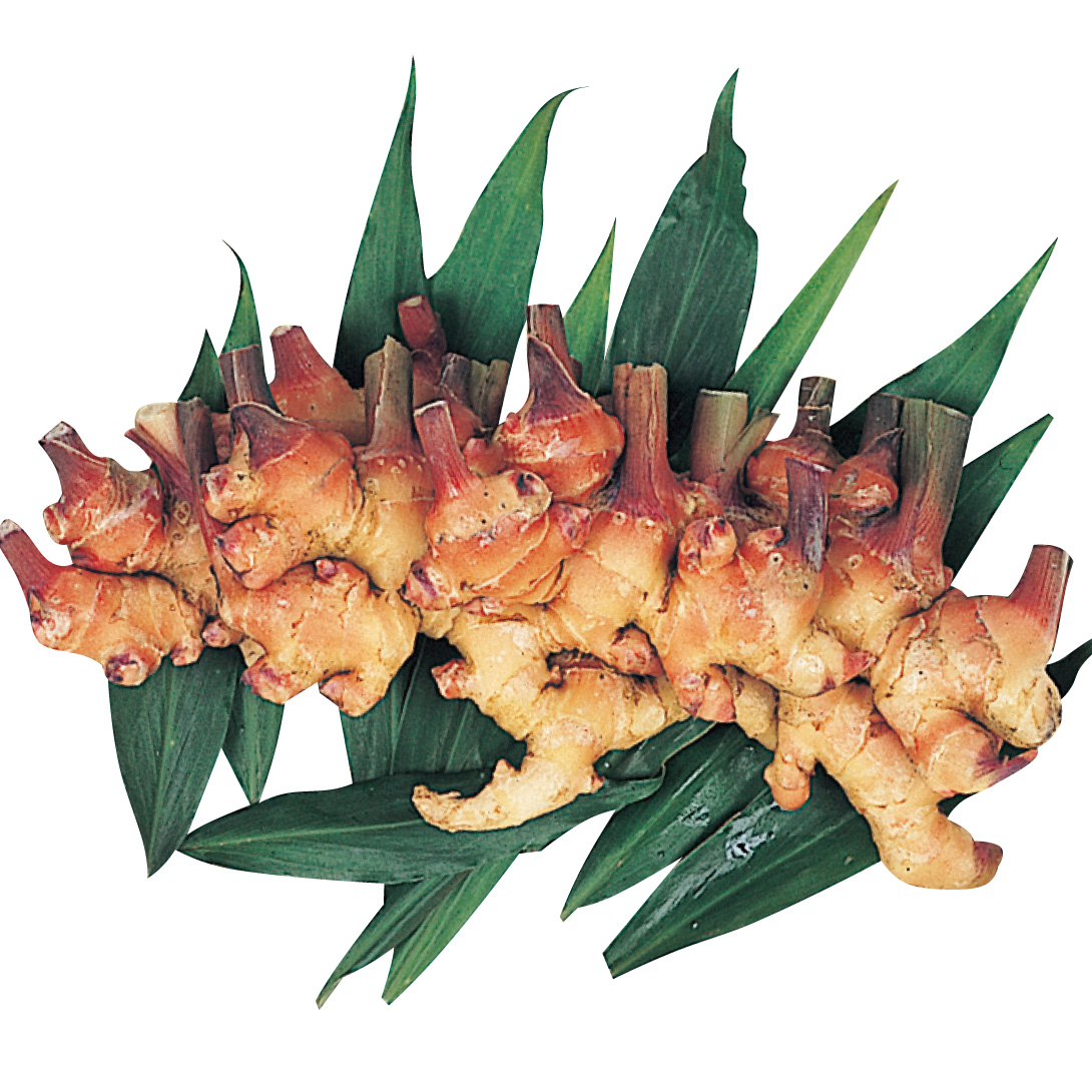 種ショウガ 金時ショウガ